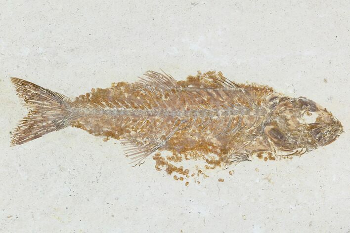 Fossil Fish (Mioplosus) - Uncommon Species #104601